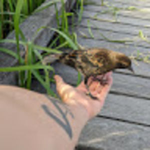 Meet your Posher, Ray